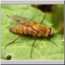 Thereva nobilitata - Stilettfliege w04a 12mm.jpg